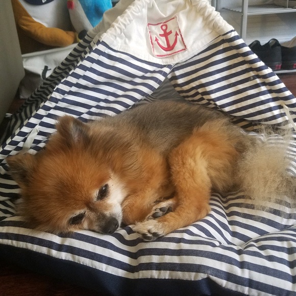 Meet your Posher, Halley - Picture 1 of 1